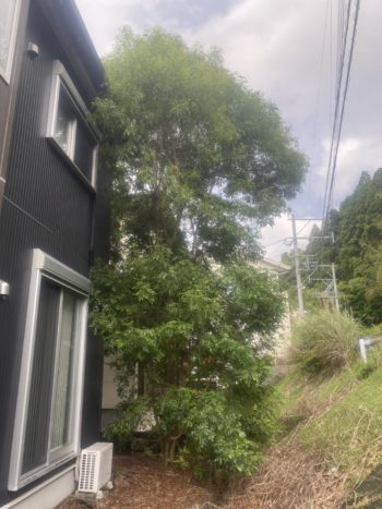 宮崎市福島町でH様宅の高木剪定（シマトネリコ）約8mを行いました。
